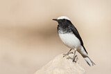 Image. Hooded Wheatear