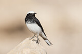 Image. Hooded Wheatear