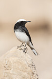 Image. Hooded Wheatear