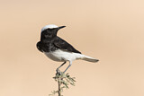 Image. Hooded Wheatear