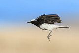 Image. Hooded Wheatear