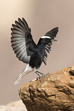 Image. Hooded Wheatear