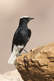 Image. Hooded Wheatear