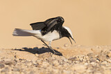 Image. Hooded Wheatear