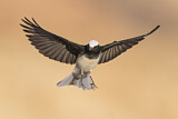 Image. Hooded Wheatear