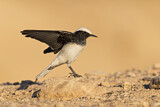 Image. Hooded Wheatear