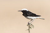 Image. Hooded Wheatear
