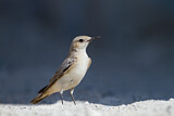 Image. Hooded Wheatear