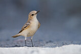Image. Hooded Wheatear