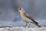 Image. Hooded Wheatear