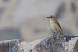 Image. Hooded Wheatear
