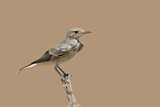 Image. Hooded Wheatear
