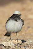 Image. Hooded Wheatear