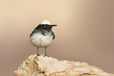 Image. Hooded Wheatear