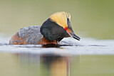 Image. Horned Grebe
