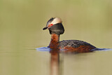 Image. Horned Grebe