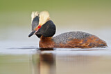 Image. Horned Grebe
