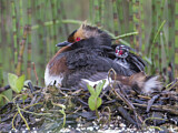 Image. Horned Grebe