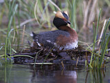 Image. Horned Grebe