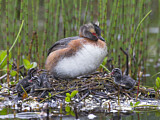 Image. Horned Grebe