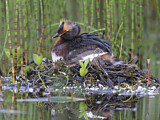 Image. Horned Grebe