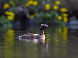 Image. Horned Grebe