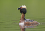 Image. Horned Grebe