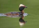 Image. Horned Grebe