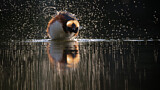 Image. Horned Grebe