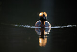 Image. Horned Grebe