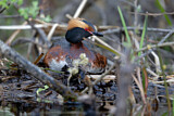 Image. Horned Grebe