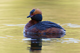 Image. Horned Grebe