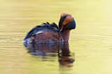 Image. Horned Grebe