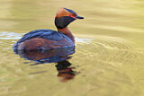 Image. Horned Grebe