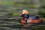 Image. Horned Grebe