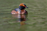 Image. Horned Grebe