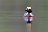 Image. Horned Grebe