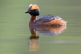 Image. Horned Grebe
