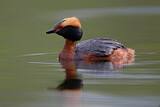 Image. Horned Grebe