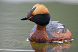 Image. Horned Grebe