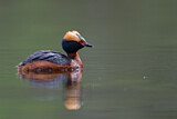 Image. Horned Grebe
