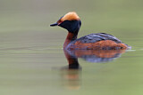 Image. Horned Grebe