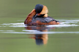 Image. Horned Grebe