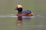 Image. Horned Grebe