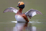 Image. Horned Grebe