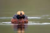 Image. Horned Grebe