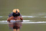 Image. Horned Grebe
