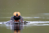 Image. Horned Grebe