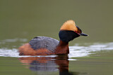 Image. Horned Grebe