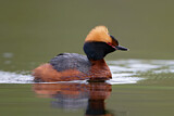 Image. Horned Grebe